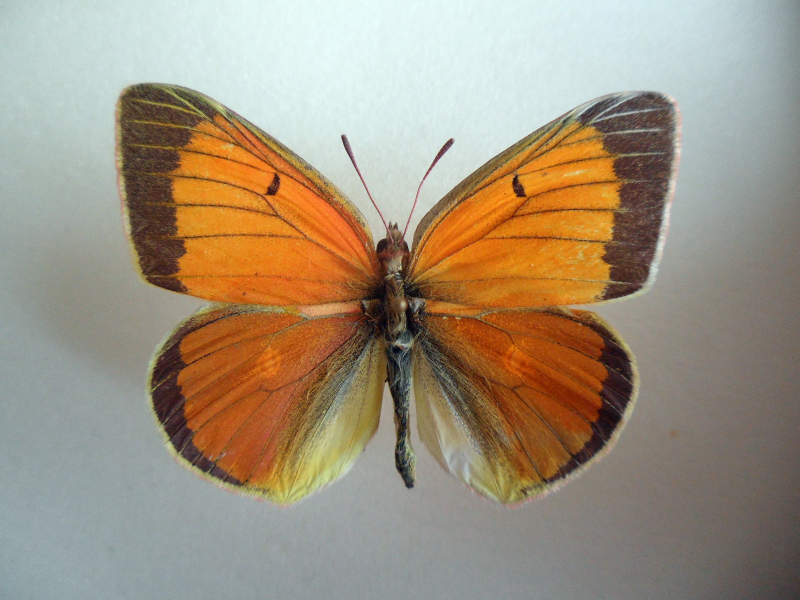 Colias Collection (russia)9 (Gynandromorph) (Internet Image property of respective owner, non-commercial use only)